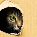猫が物陰から覗いている時の意外な3つの心理