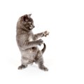 猫のダンスが可愛い！クネクネ踊る動画