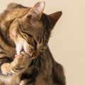 猫が『身体を舐め過ぎている』時に考えられる4つの理由