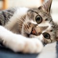猫の平均寿命はどのくらい？なぜ人より短いの？