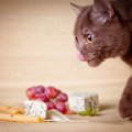 猫にチーズを与えても大丈夫？注意点を解説！