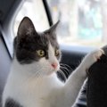 愛猫が乗っていた車のドライバーにさらわれた！ネット民の協力で無事…