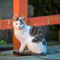 【お松大権現の猫神さま】1万体の招き猫と神社に伝わる「化け猫伝説」…