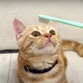 5匹の猫ちゃんに歯ブラシのグルーミングを試してみる♡