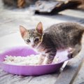 猫に一日二食が良い理由とは？