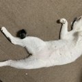 猫にNGな『床』の特徴4つ！その理由やおすすめの床材を紹介