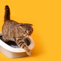 猫が「頻繁にトイレに行く」場合は要注意！3つの要因とそれぞれの対処…