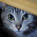 猫の『突然死』の原因5つ　前兆や予防できることはあるの？