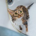 猫がお風呂嫌いになる理由は？上手な入れ方や嫌がる時の克服方法 