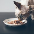 猫が「うみゃうみゃ」言いながらご飯を食べる3つの心理