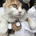 和歌山のおすすめ猫カフェ6選！たま駅長の「たまカフェ」も紹介♪