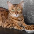 猫の食事中の『マズい』サイン3つ！美味しいときとの違いとは？