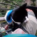 猫が目も眩む高さの木で鳴き叫ぶ…落下の危険を乗り越え救助！