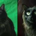 【コラ映画猫】アウル・キティの「マトリックス」メイキング映像