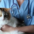 猫のストルバイト結石の症状や原因、治療法
