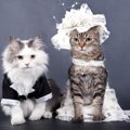 猫が着られるドレスおすすめ3選！