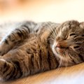 猫は何時間寝るの？適切な睡眠時間や寝姿でわかる安眠度・睡眠環境の整え…