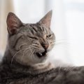 猫の『変顔』が撮れる可能性が高いタイミング5選 愛猫のオモロ顔を撮…