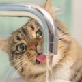 猫の飲み水は水道水で大丈夫！管理におすすめな商品まで