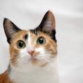 海外で注目を浴びる『日本猫』5選♡人気の理由や魅力を徹底解説！