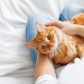 猫に『愛情が伝わる』お世話の仕方5つ♡甘やかすだけではいけないの？