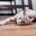 猫に床暖房を使用する時は低温やけどに注意！正しい使い方