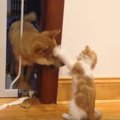 猫 vs. 犬！友達、主従、親子、敵対…色々な関係を全部見せ★