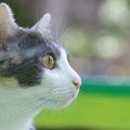 猫のスピリチュアルな行動と驚きの体験談
