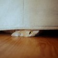 猫が『隠れやすい場所』3つとその理由　入り込んでほしくない場所への…