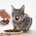 猫の寿命を縮める『ご飯の与え方』４つ