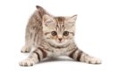 猫が『お尻を上げる』ときの理由3つ！「撫でて」サインですべき上手な…