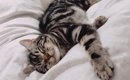 猫が飼い主の布団で寝ている8つの理由
