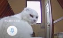山小屋に1匹で住む保護猫にペットカメラで話しかけてみた結果…尊い反…