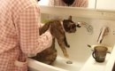 『高度な嫌がらせ』掃除中に洗面所から出ていかない猫　ほっこりする…