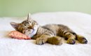 猫が一緒に寝てくれない6つの理由と一緒に寝る方法