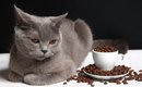 猫が『生理的に大っ嫌いなもの』3選