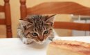 猫に『パン』が危険すぎる5つの理由　与えてしまった時の恐ろしい症状…