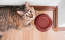 猫が『お腹が空く』とする行動3つ！理想的な主食とおやつの与え方とは？