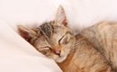 猫が『飼い主の布団』で寝る5つの心理　主がいないときにも寝るのはナ…