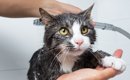 『シャンプーが苦手』な猫を上手に洗うコツ5つ！水を使わない方法もあ…