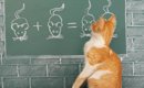 猫の記憶力はどのぐらい？驚きの研究結果とその特徴