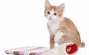 猫に湯たんぽを使う時の注意点とメリット