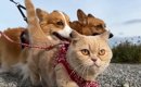 猫と犬2匹を連れて旅に出てみたら…『圧倒的な責任感』で犬を先導する…
