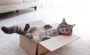 猫が『住みやすい部屋』の6つの条件とは？必須アイテムから快適な温度…