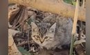 松林に遺棄された子猫…生き延びた理由に感動！