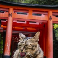 猫に関連する神社・お寺