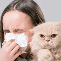 猫アレルギー