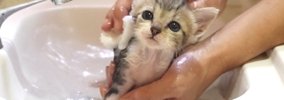 保護子猫を『初めてのお風呂』に入れたら…尊すぎる反応に165万再生の…