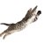 猫のジャンプとその脅威的な身体能力とは