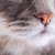ぷーぷー、ぷつぷつ…猫の鼻から変な音がする理由